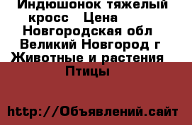 Индюшонок тяжелый кросс › Цена ­ 450 - Новгородская обл., Великий Новгород г. Животные и растения » Птицы   